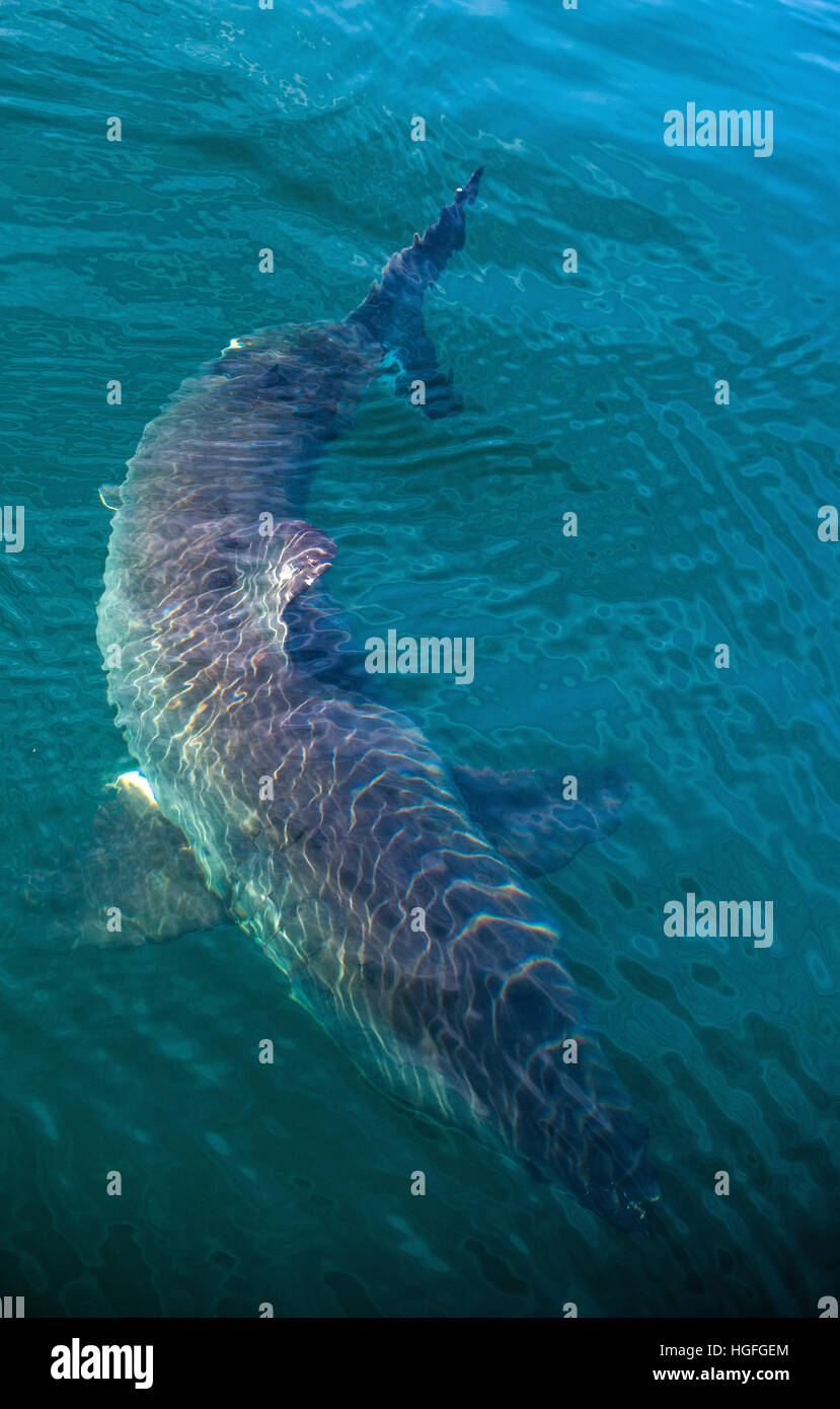 Great White Shark Underwater . Great White shark (Carcharodon