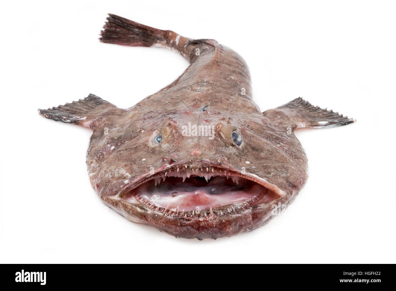 Monkfish Stock Photo