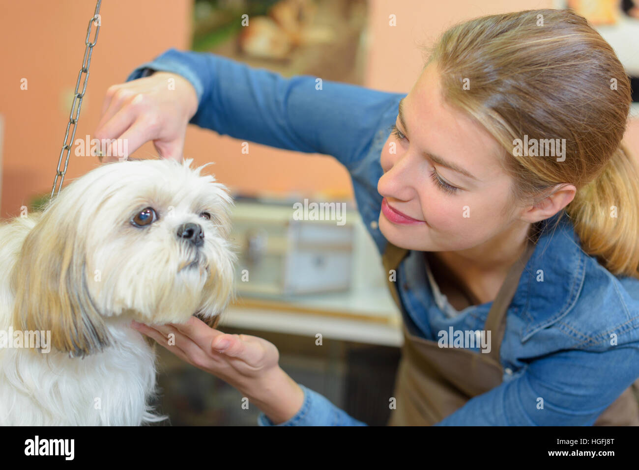 Lady trimming dog's fur Stock Photo Alamy