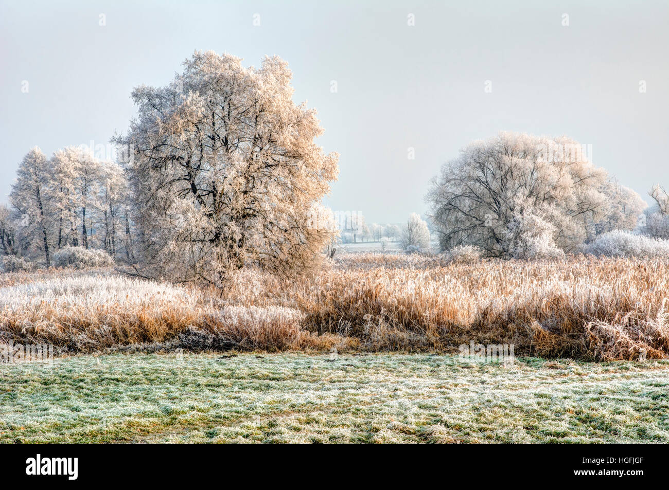 Winter Scenic With Forsted Trees In A Landscape Conservation Area winter-scenic-with-forsted-trees-in-a-landscape-conservation-area