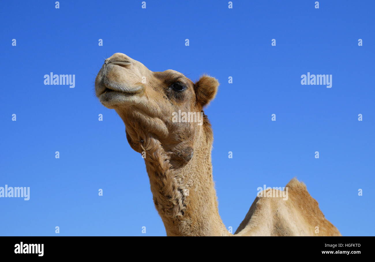 Camel portrait, Janabiya camel farm, Kingdom of Bahrain Stock Photo