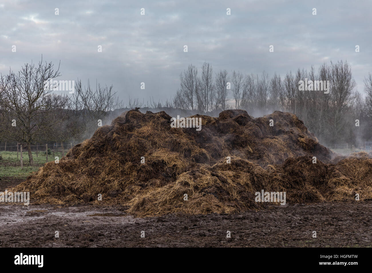 Horse Manure Pile Stock Photo