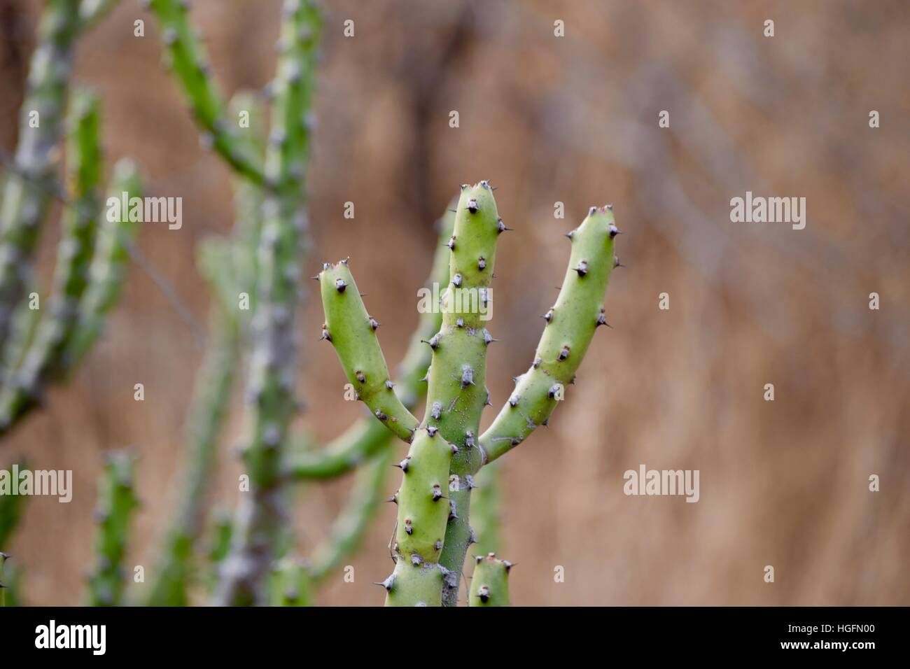 Jungle cactus hi-res stock photography and images - Alamy