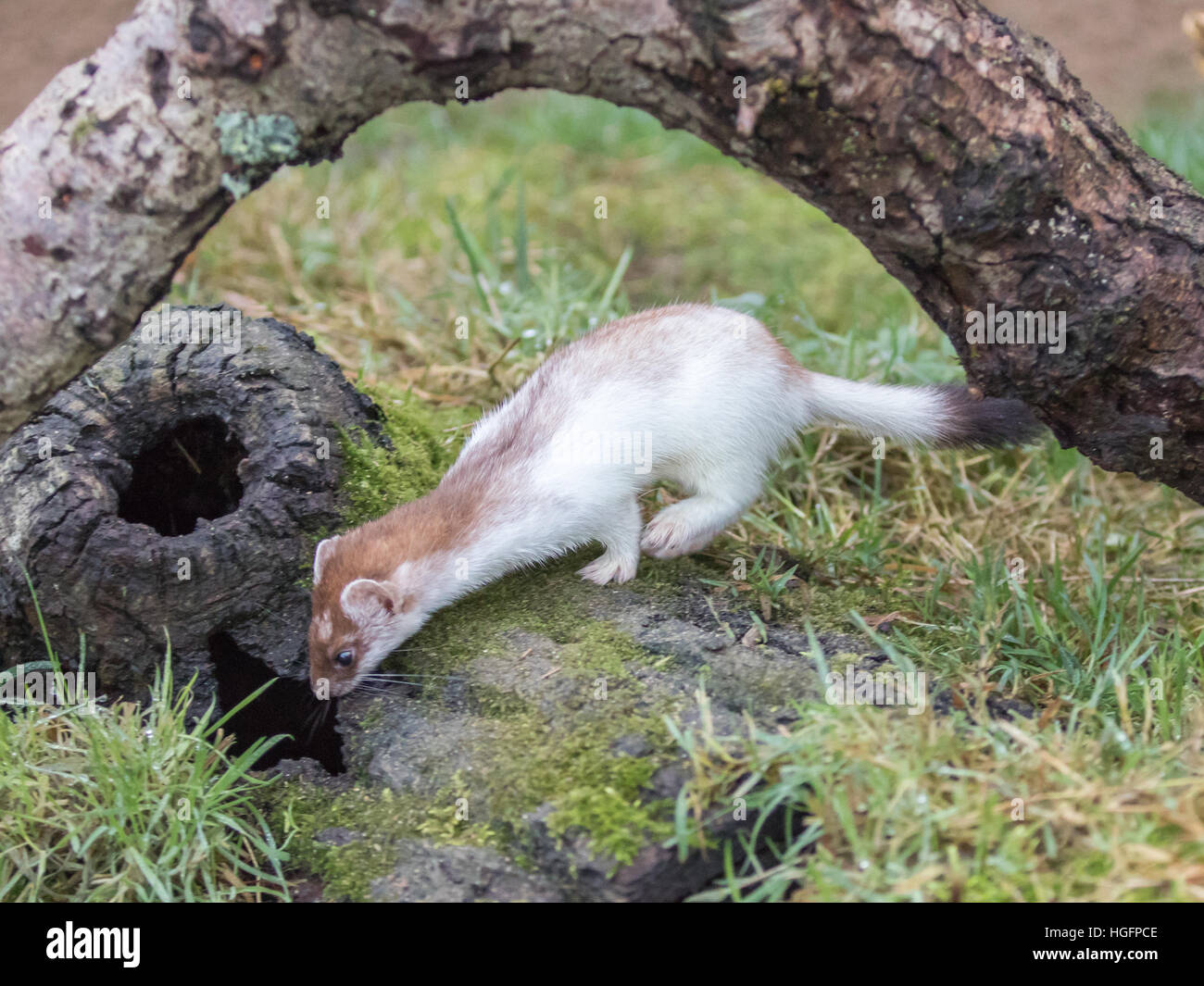 Mustela erminea hi-res stock photography and images - Alamy