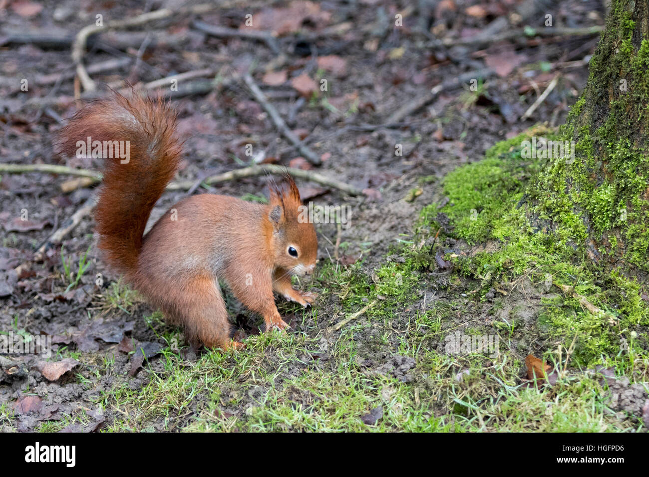Red Squirrel ( Sciurus vulgaris ) on The Ground Hiding Food Stock Photo