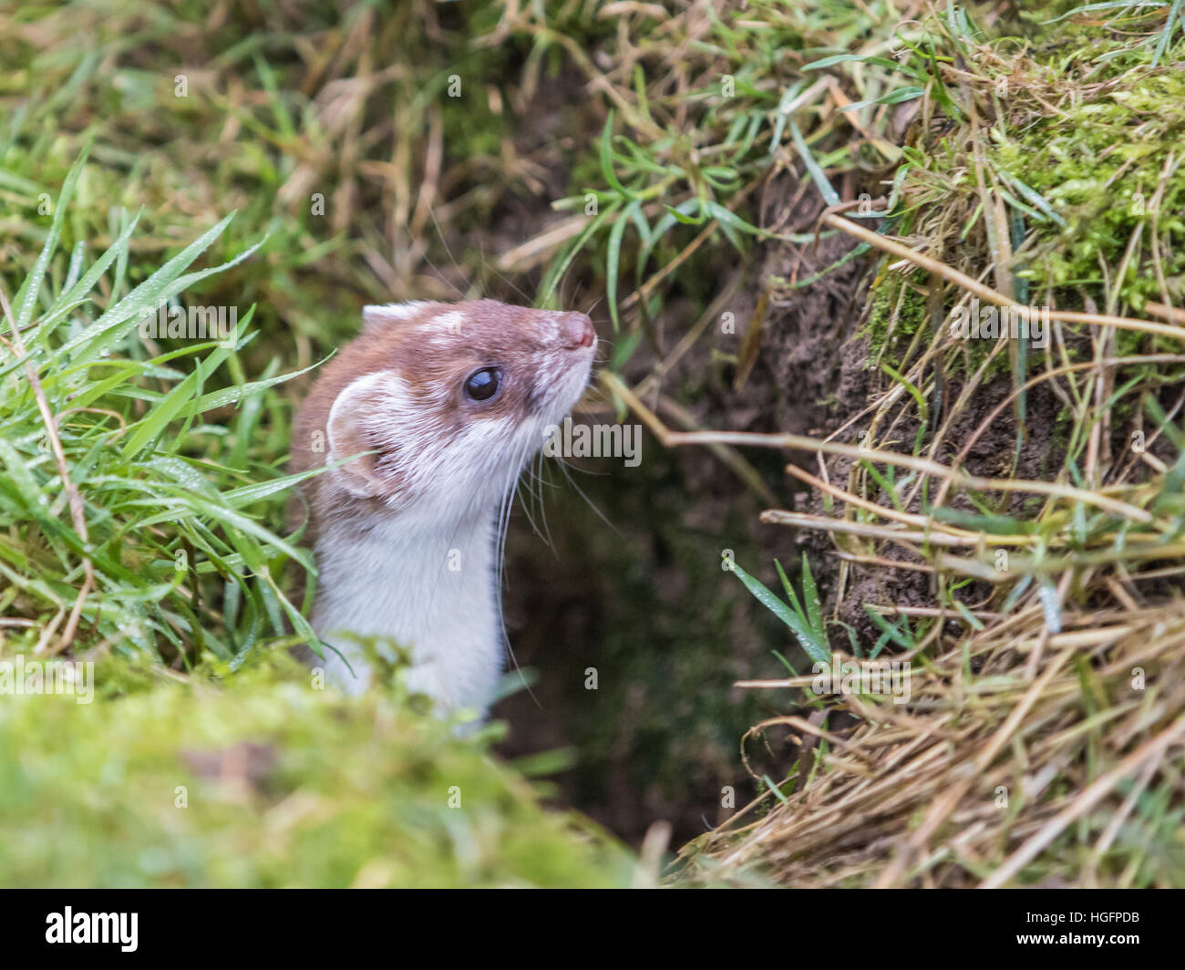 Stoat hunter looking alert mammal uk wildlife hi-res stock photography ...