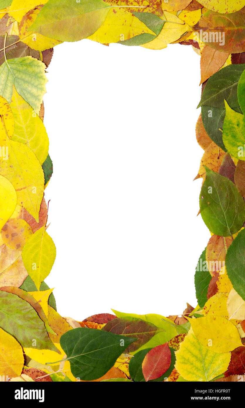 Golden coloured fallen leaves hi-res stock photography and images - Alamy