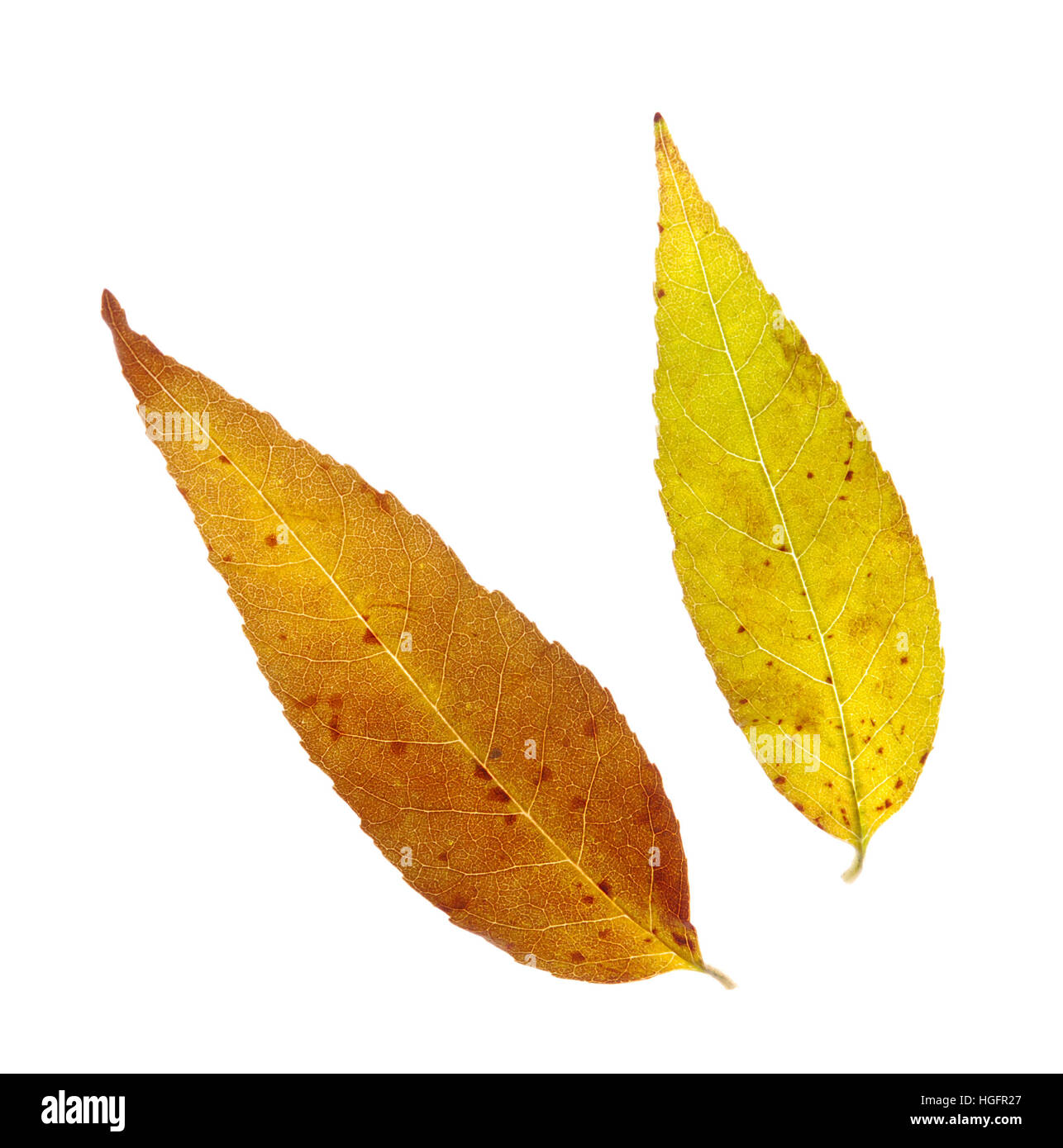 autumn leaves isolated on a white Stock Photo - Alamy