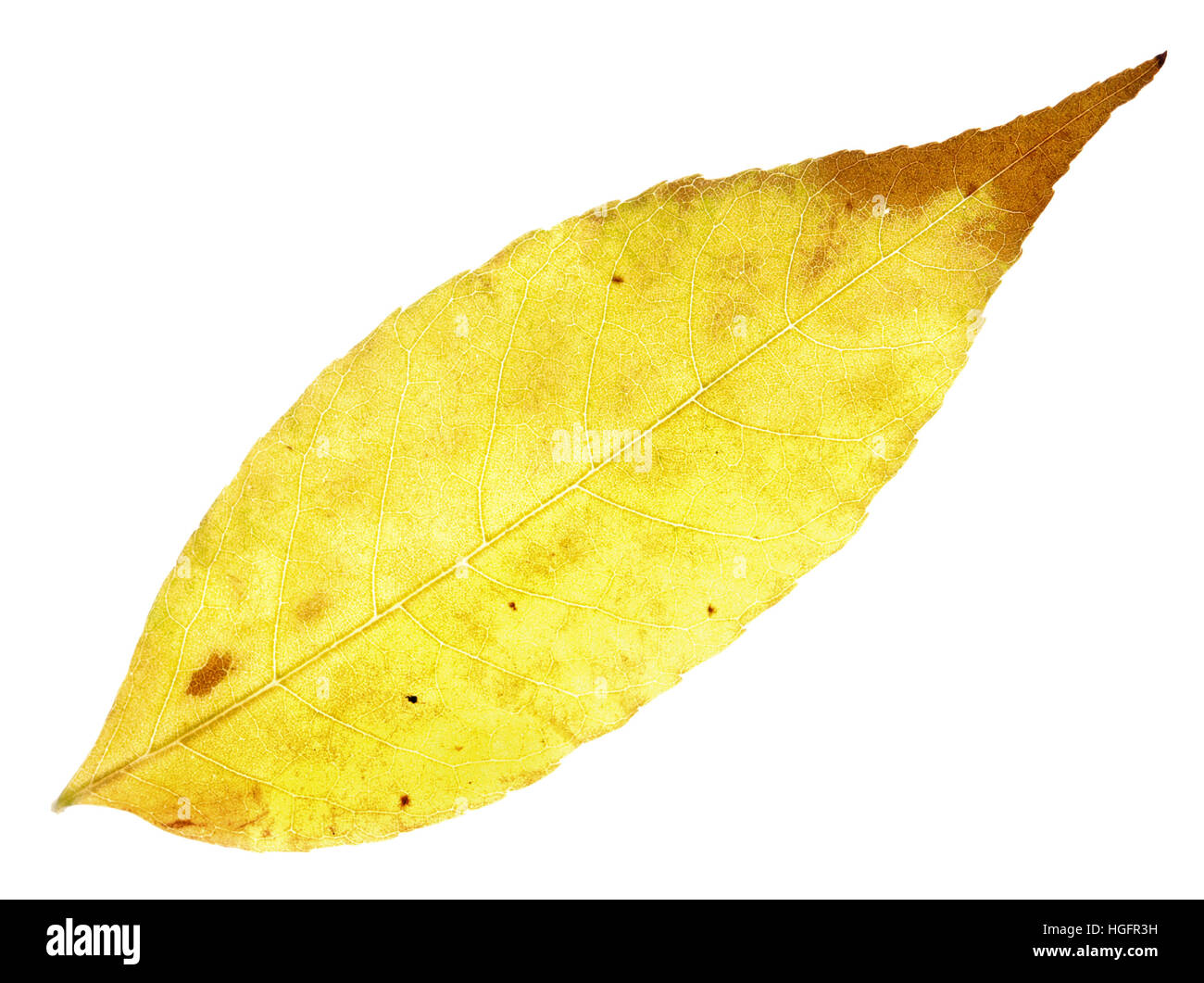 yellow autumn leaf isolated on a white Stock Photo - Alamy