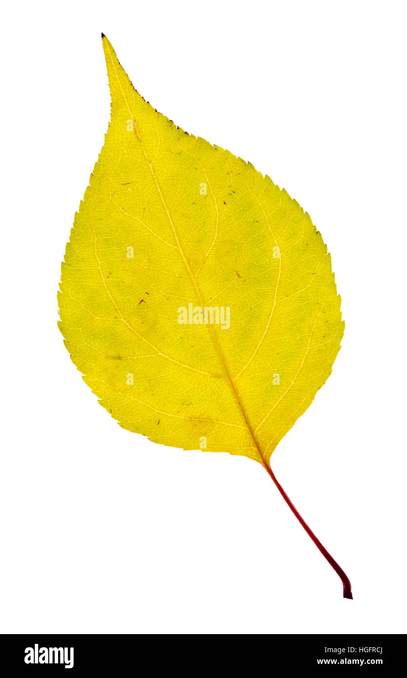 yellow autumn leaf isolated on a white Stock Photo - Alamy
