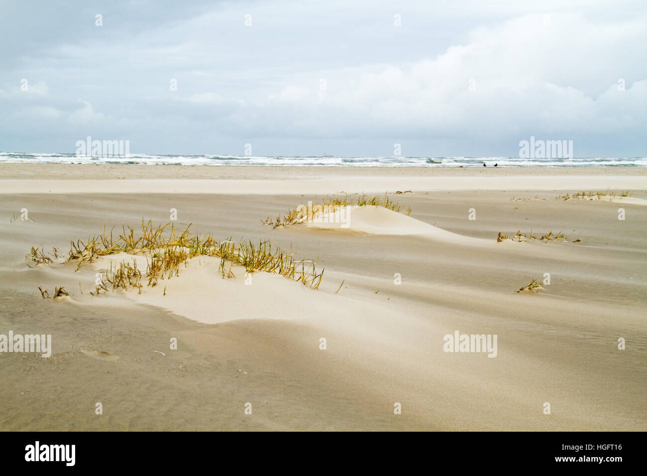 Dune forming on a stormy beach: Sand couch (Elytrigia juncea ) catches sand and forms embryonic dunes Stock Photo