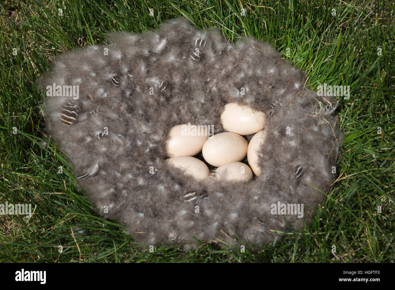 Birds eggs in nest, Patagonia, Argentina, South America Stock Photo