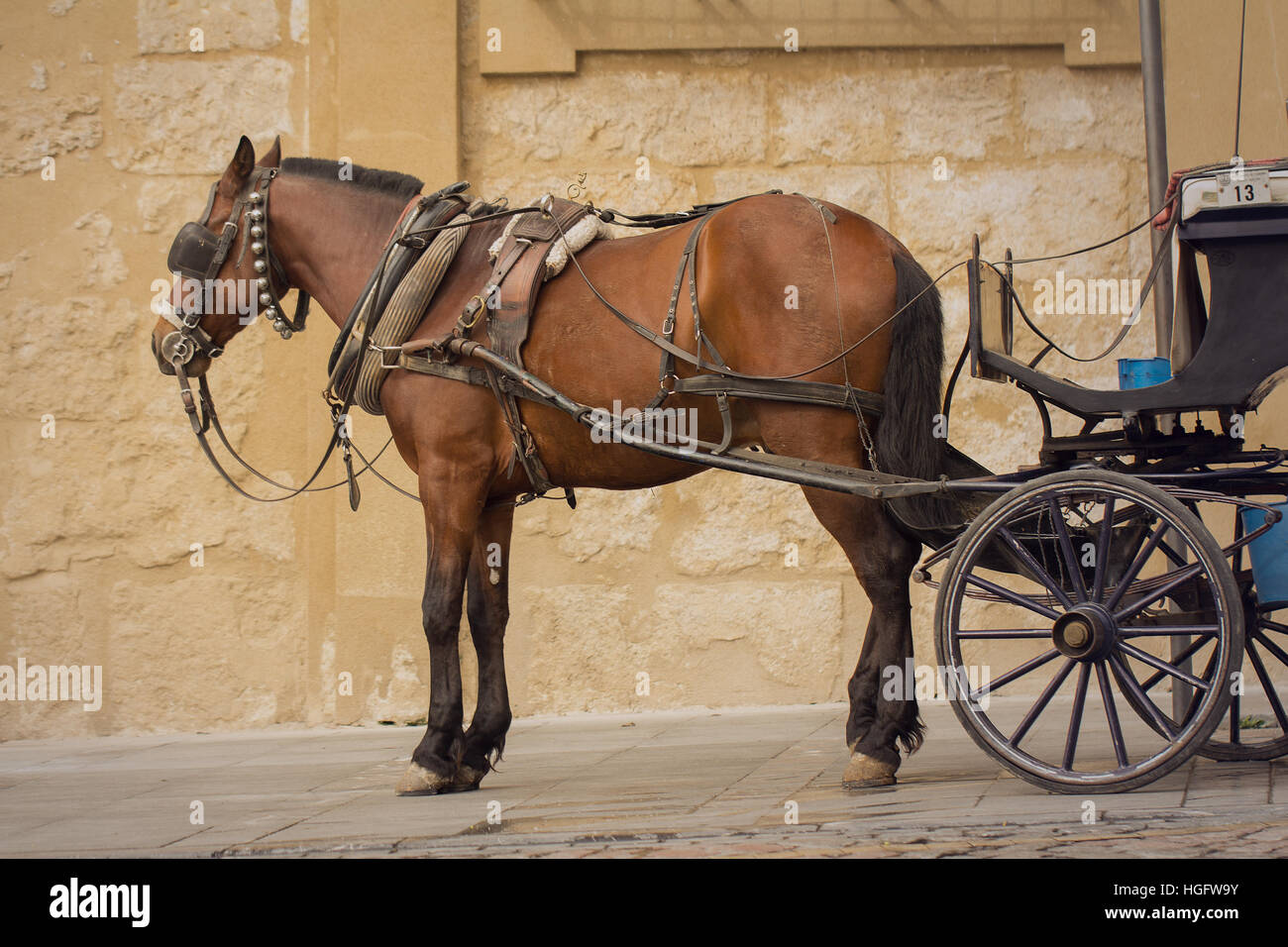 horse in carriage in town Stock Photo