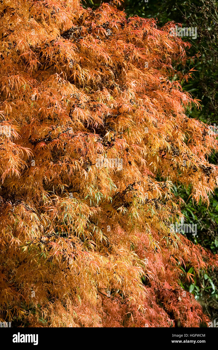 Acer palmatum 'Koto no ito' leaves in Autumn. Stock Photo