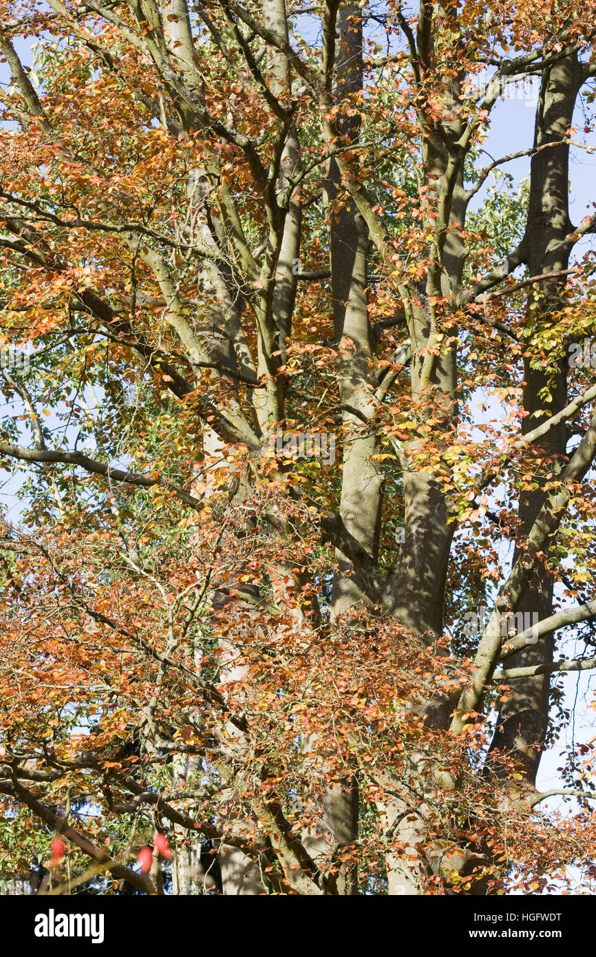 Fagus sylvatica in Autumn. Common Beech tree leaves. Stock Photo