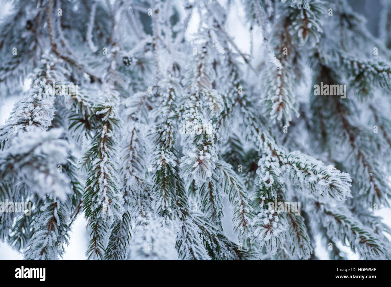 Close up image of some frozen pine branches. Stock Photo