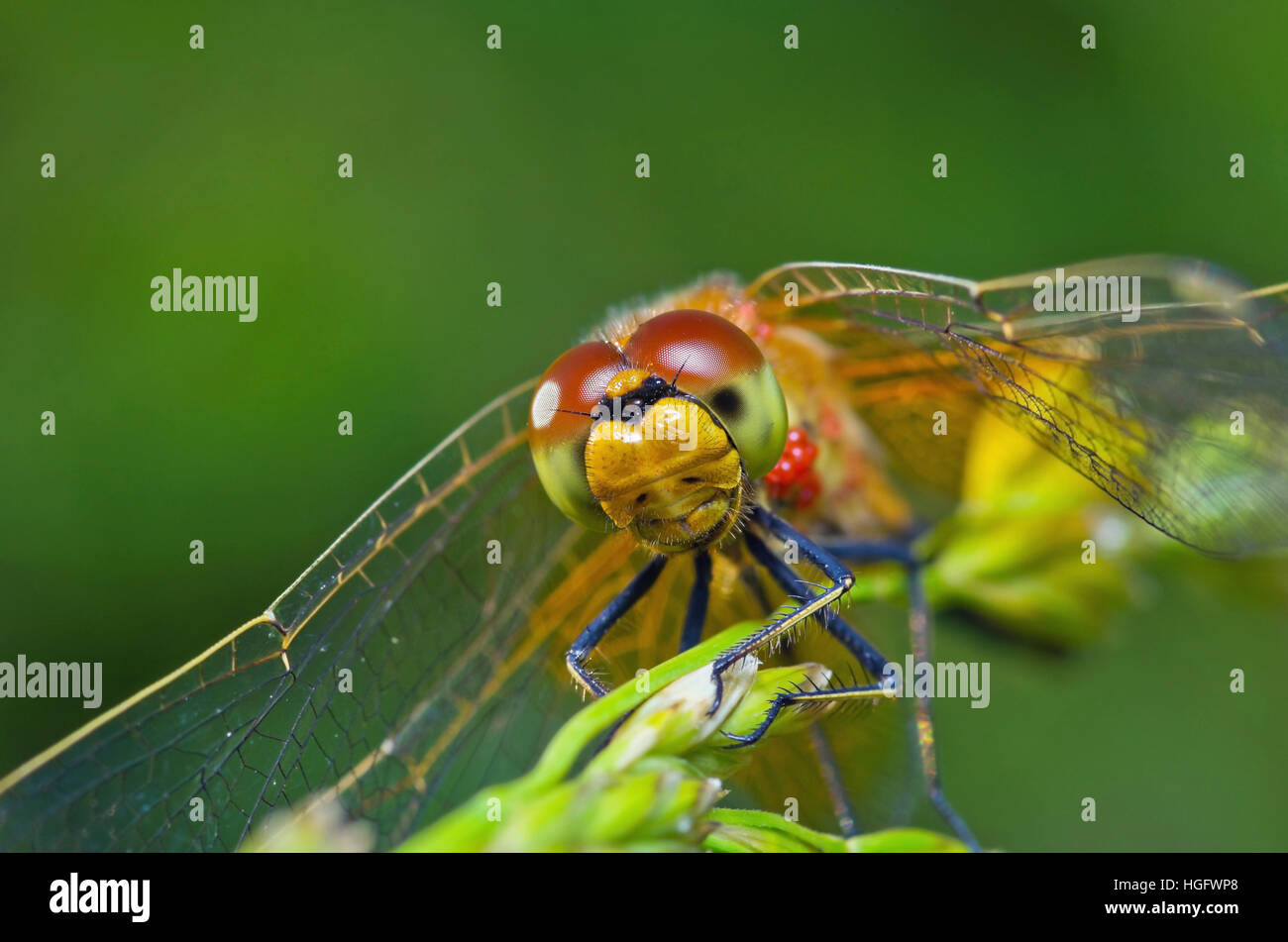 Dragonfly Portrait on Green Background Stock Photo