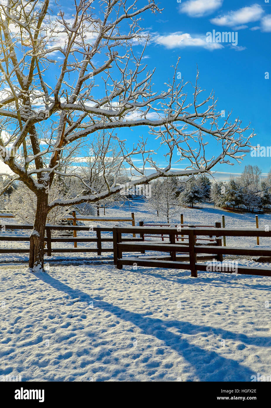 A beautiful winter morning, the sun is shining and making shadows on the snow in a fenced in pasture area. Stock Photo