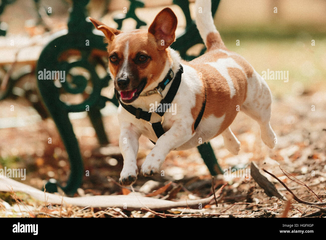 Jack Russell dog running and wearing a harness Stock Photo Alamy