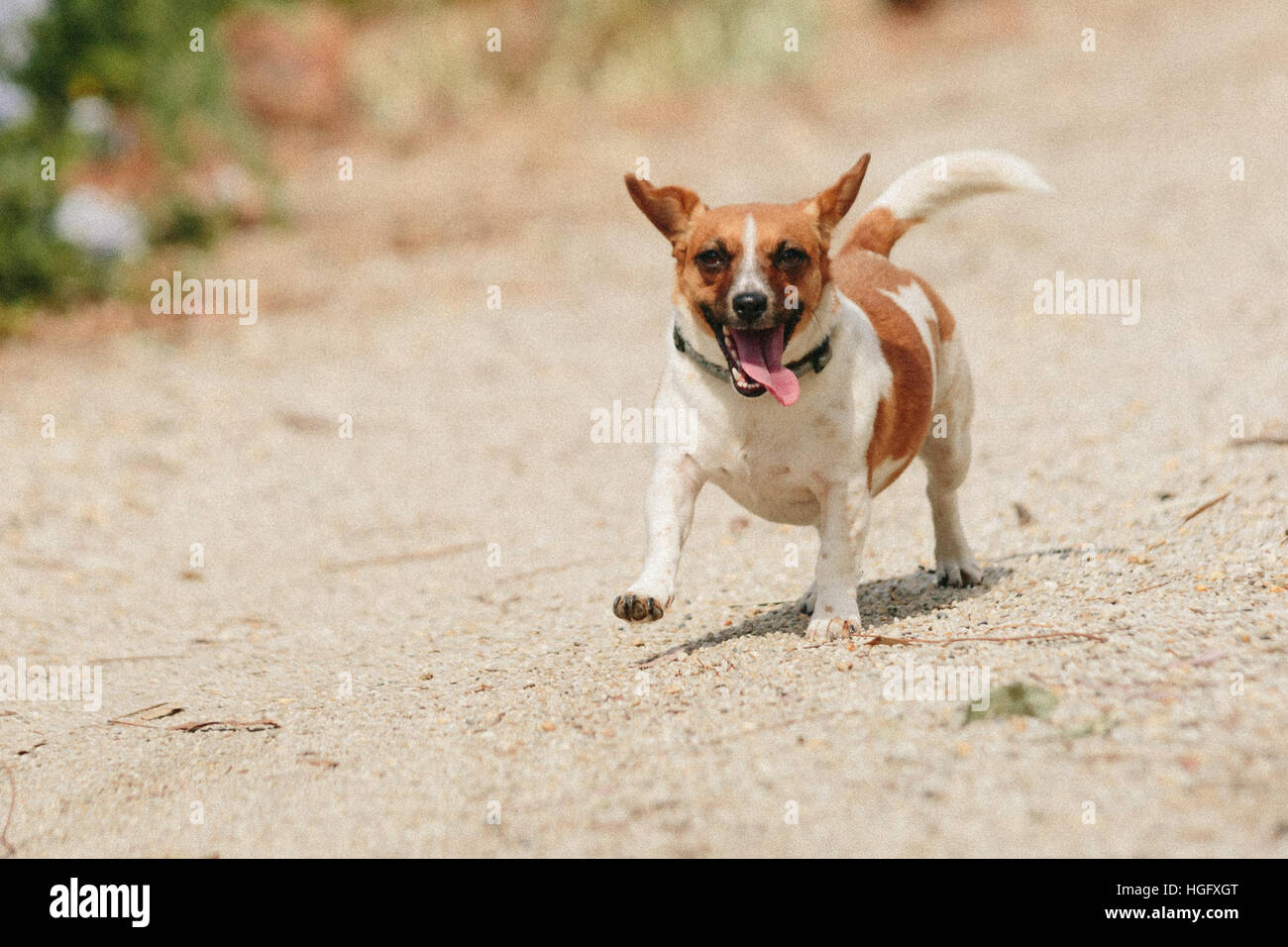 Jack Russell dog running and wearing a harness Stock Photo Alamy
