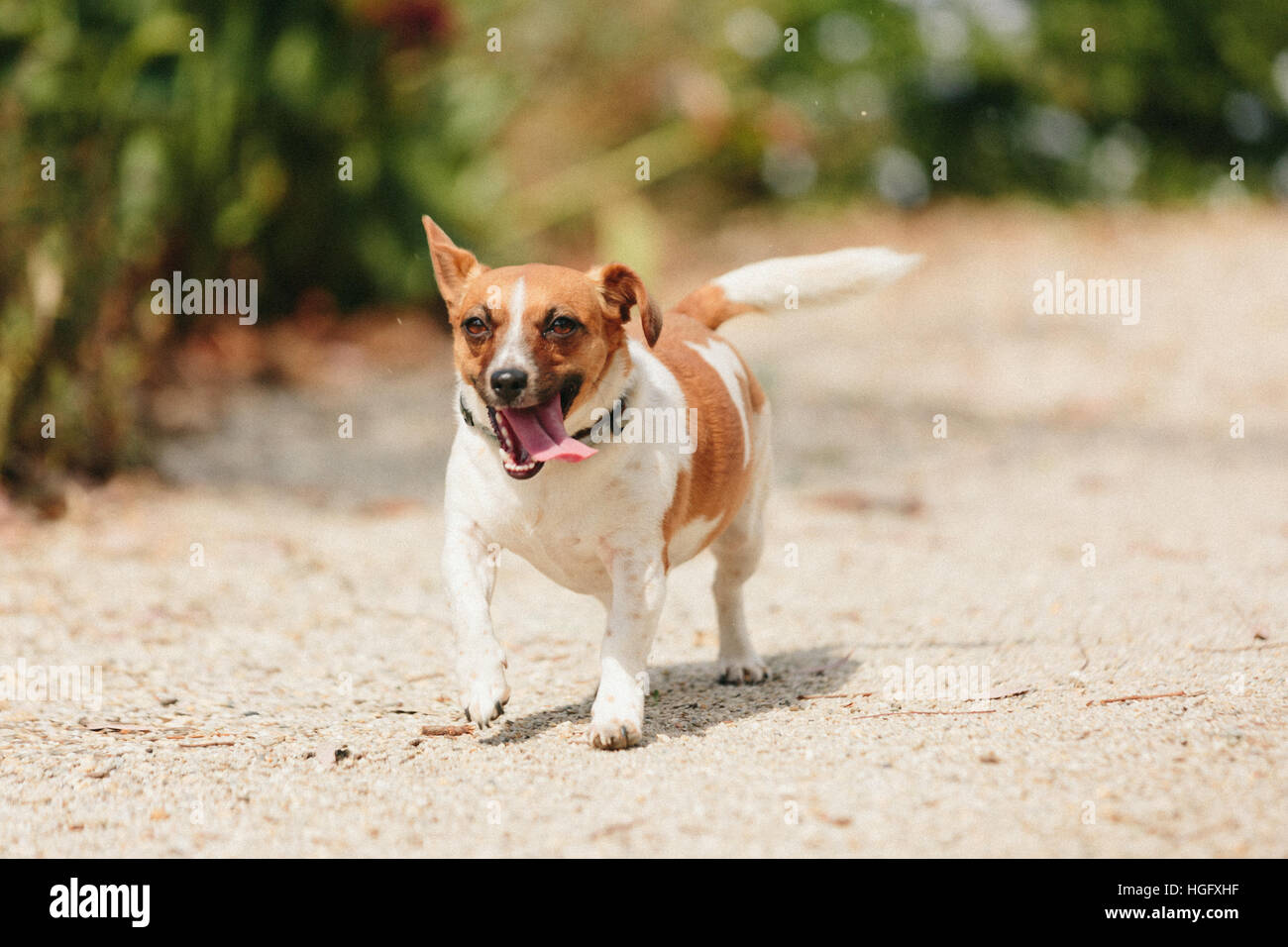 Jack Russell dog running and wearing a harness Stock Photo Alamy