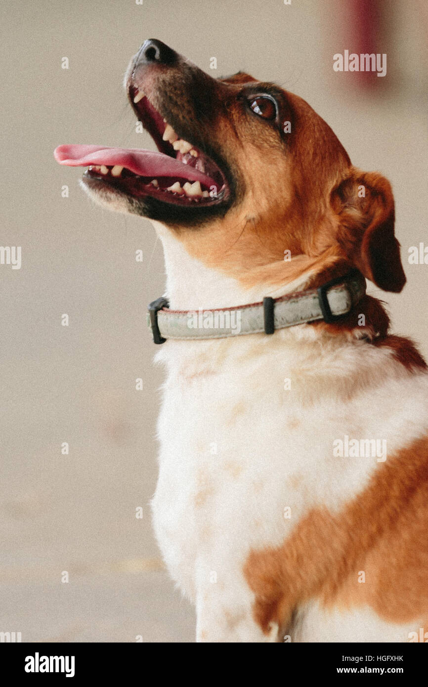 Jack Russell dog running and wearing a harness Stock Photo Alamy
