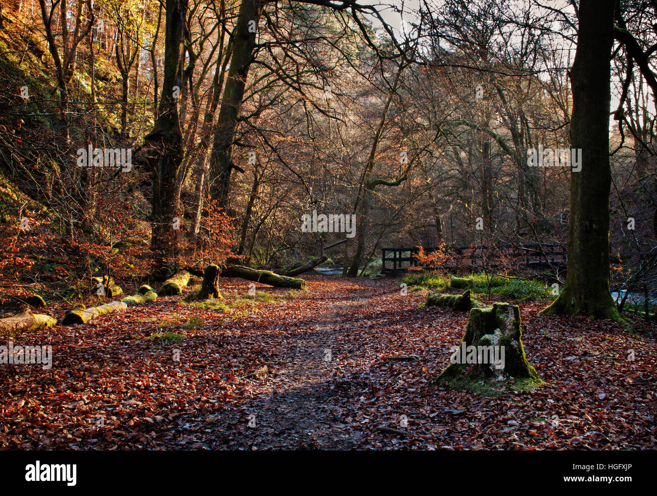 Woodland trust path hi-res stock photography and images - Alamy