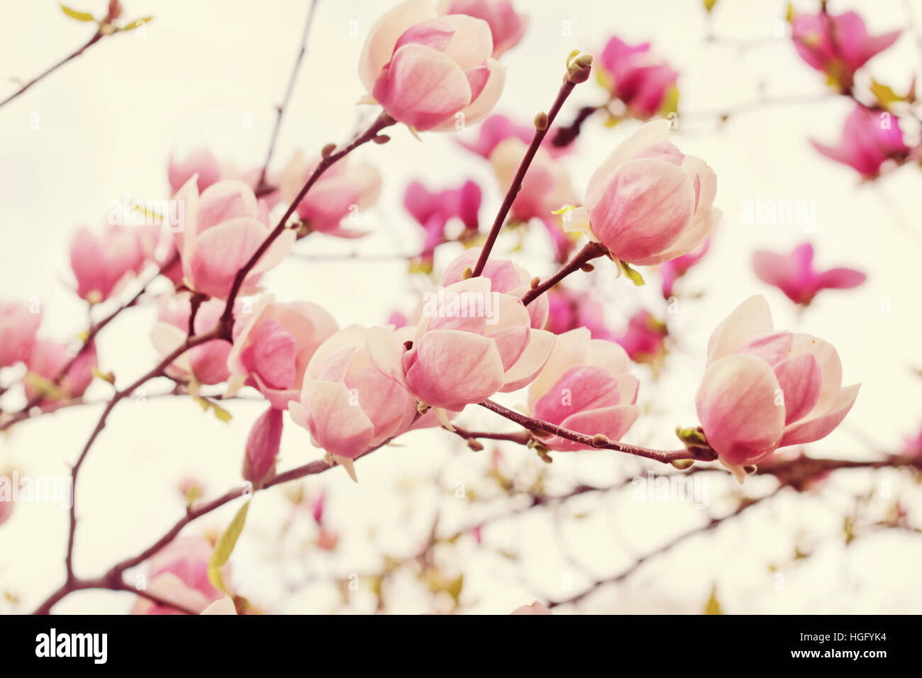 Flowers of magnolia tree over blue sky in springtime Stock Photo - Alamy