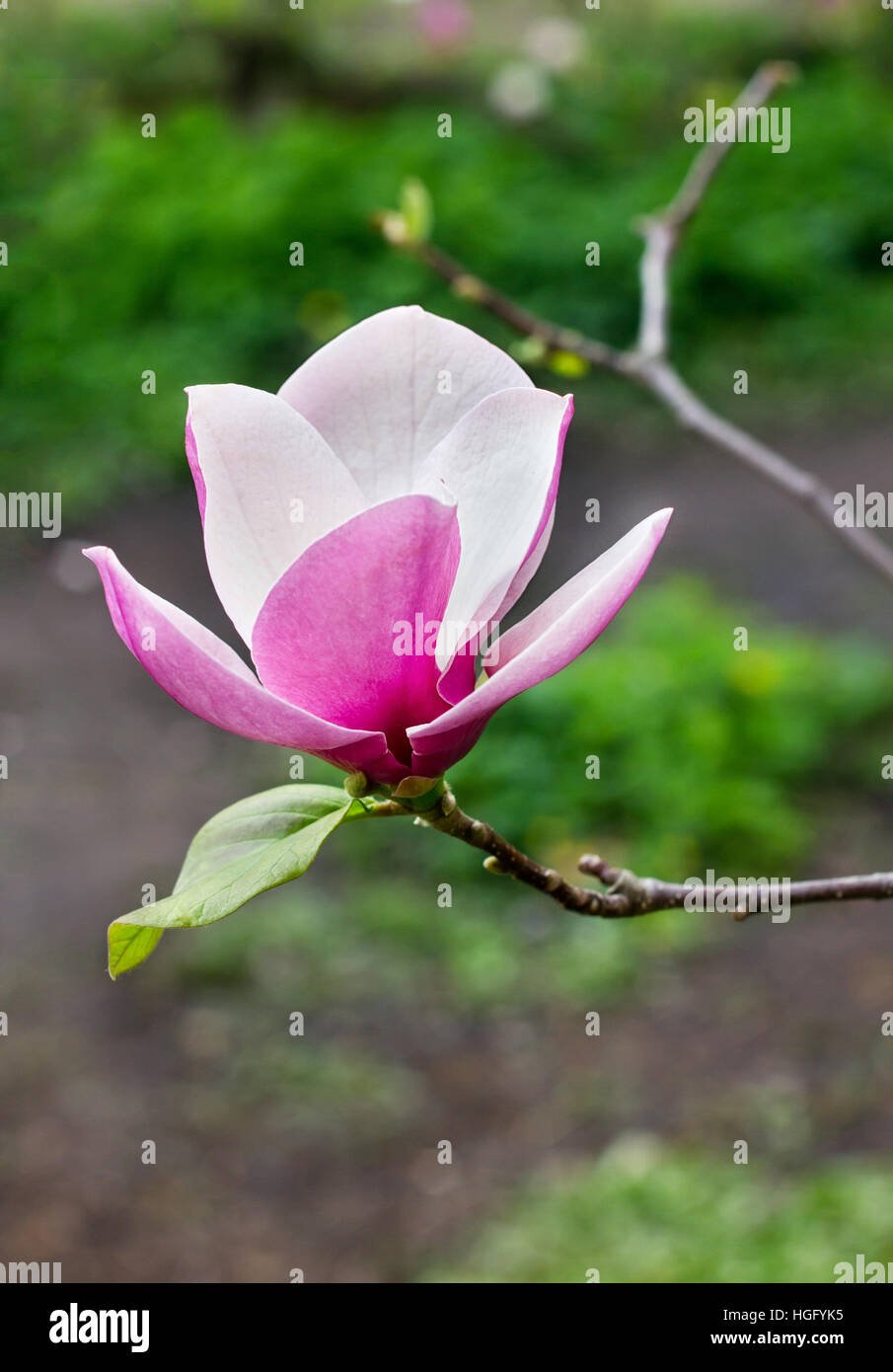 One flower of magnolia tree in spring garden Stock Photo