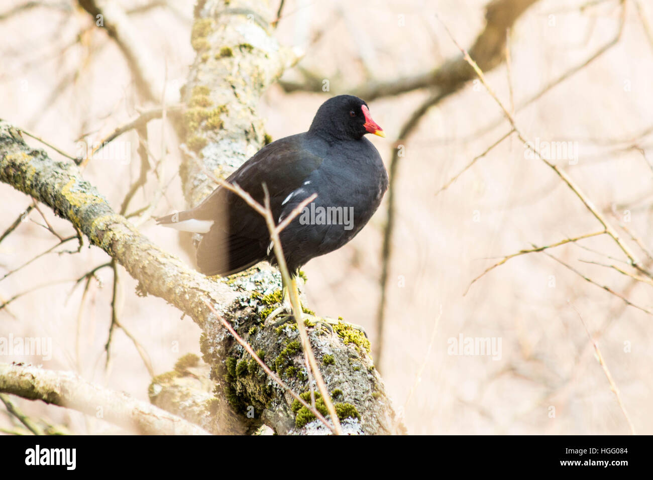 Moorhen in a nature reserve Winchester Stock Photo