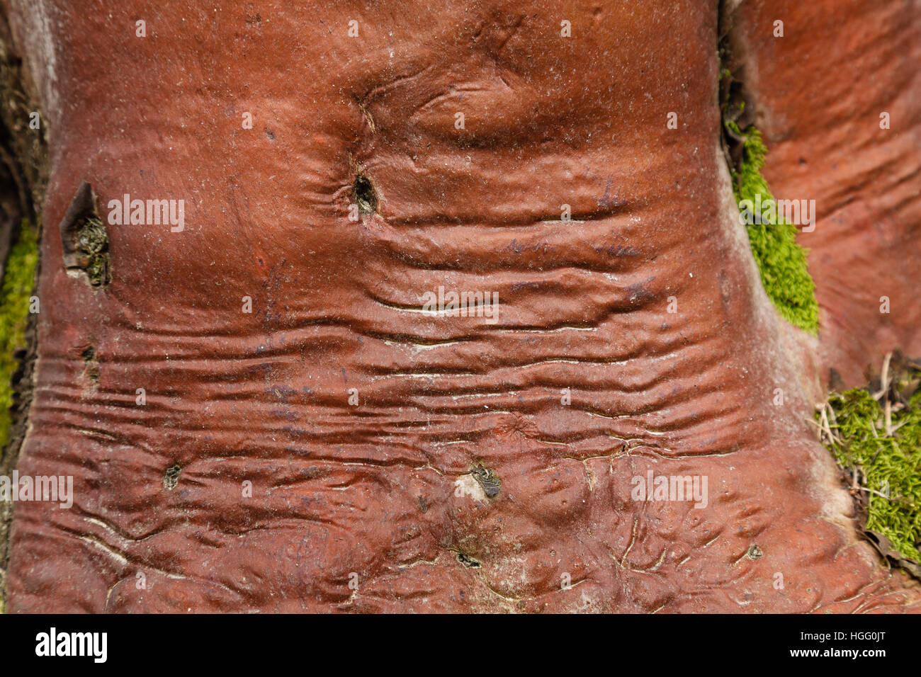 Trunk and bark of Arbustus canariensis, close-up Stock Photo