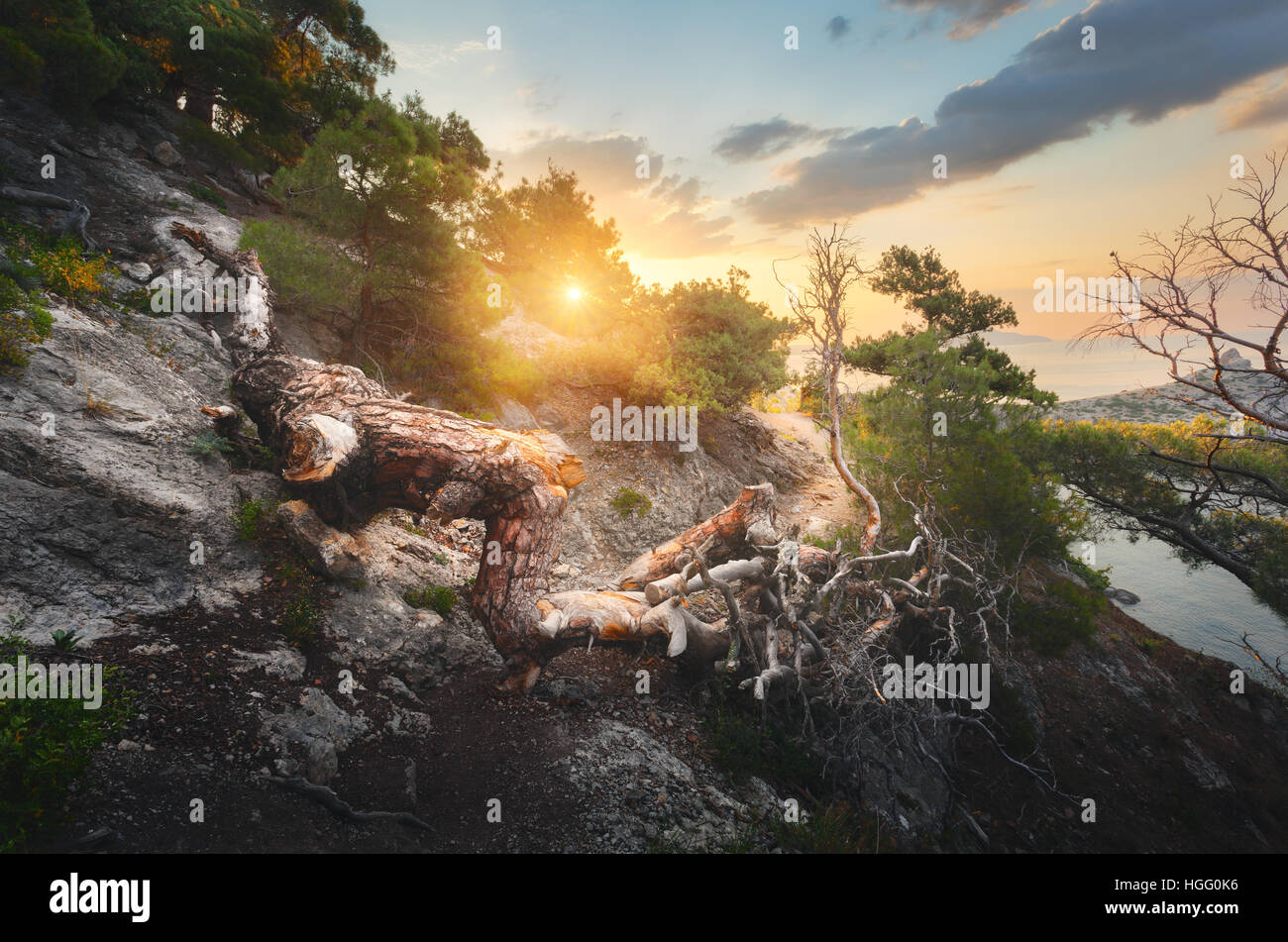 Fallen old tree in mountains at colorful sunrise. Landscape with trees, trail, mountain, sea, and sunny sky. Mountain forest Stock Photo