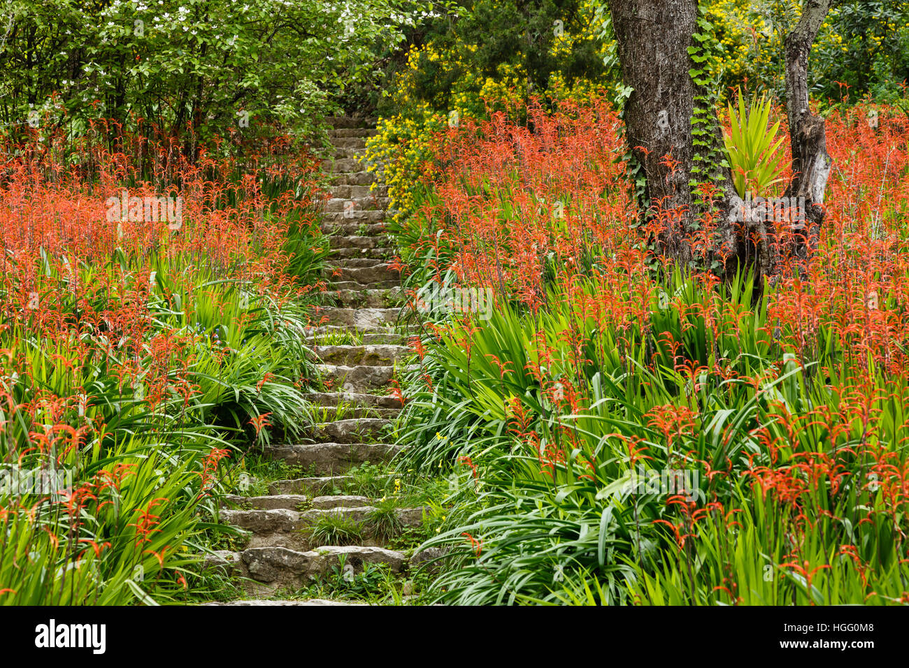 France, Alpes-Maritimes, Menton, garden Serre de la Madone : stone staircase surrounded by Chasmanthe bicolor Stock Photo