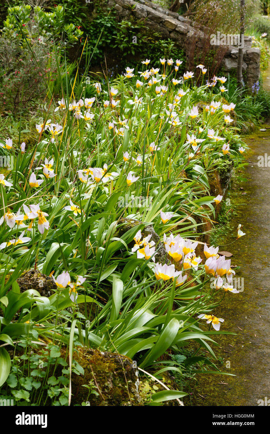 flower of tulips (Tulipa saxatilis), France, Alpes-Maritimes, Menton, Garde Serre de la Madone : Stock Photo