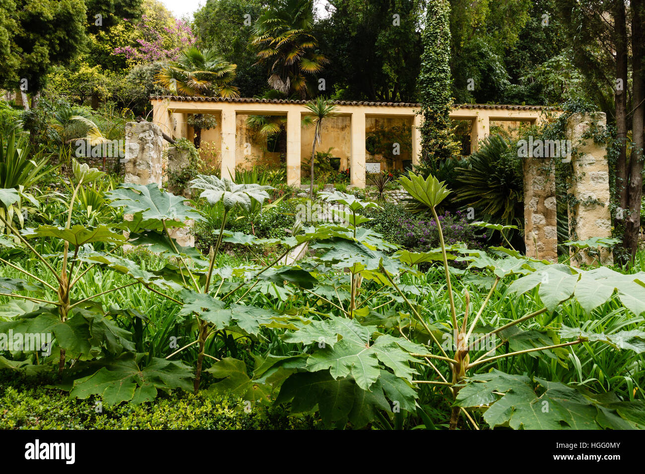 France, Alpes-Maritimes, Menton, garden Serre de la Madone : The former restored greenhouse whose windows have been removed with Tetrapanax in front. Stock Photo