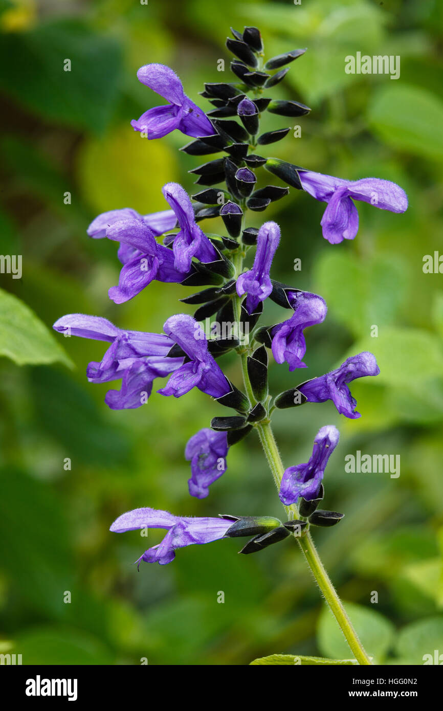 Salvia guaranitica Stock Photo