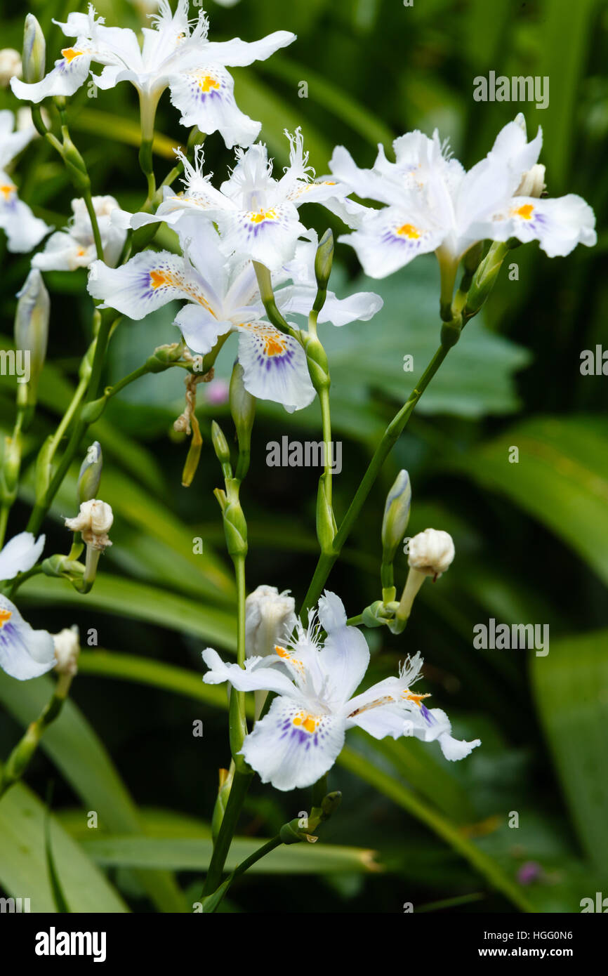 Iris japonica, fringed iris or shaga Stock Photo