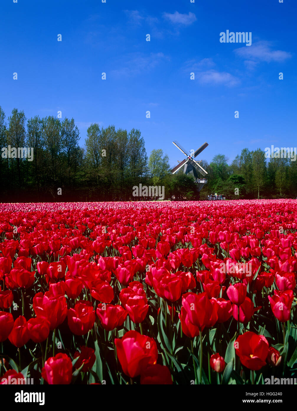 Tulip field and windmill at Keukenhof, Lisse, Holland Stock Photo