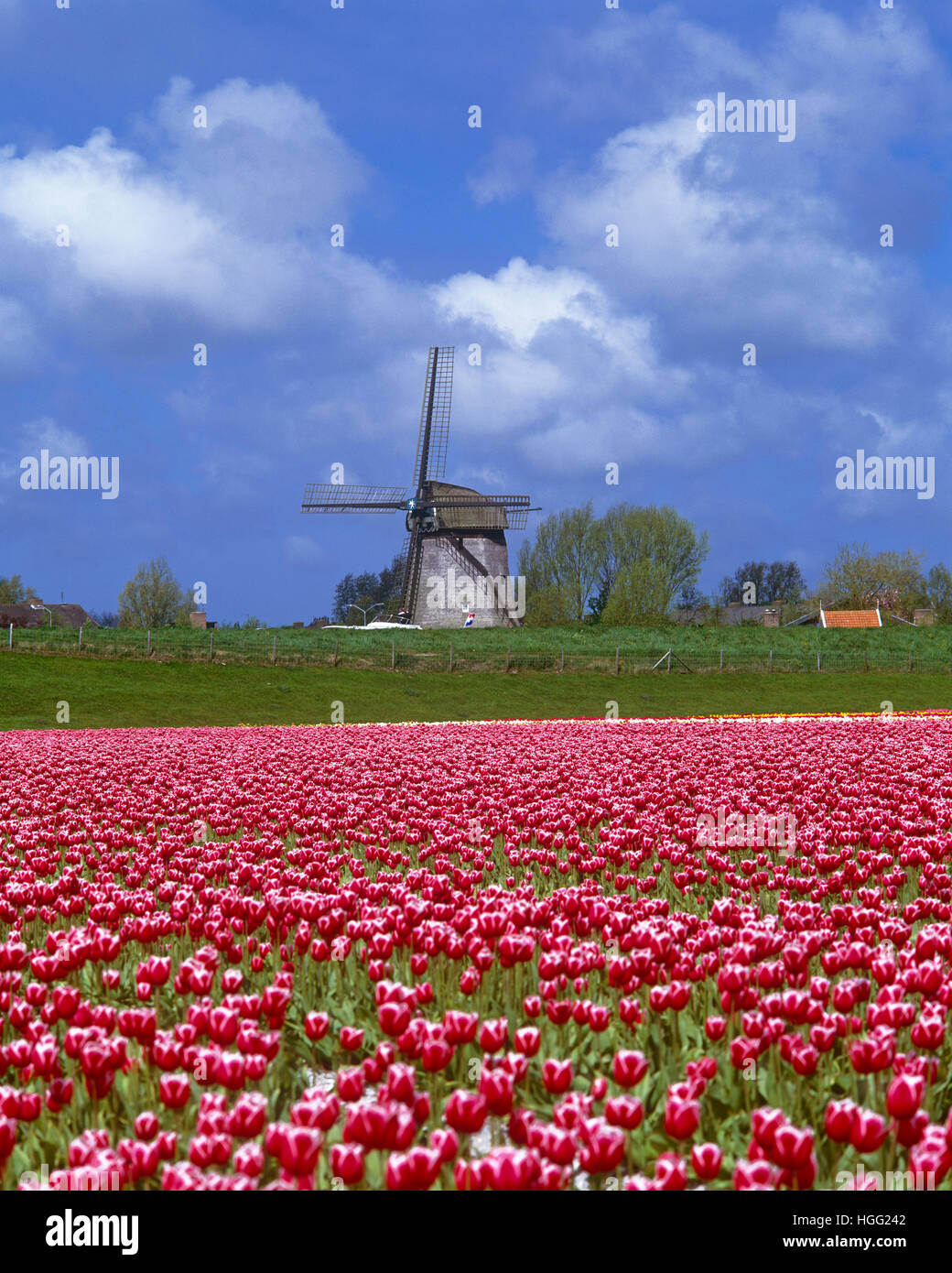 Field of Tulips and windmill, near Zaandam, Holland, the Netherlands Stock Photo