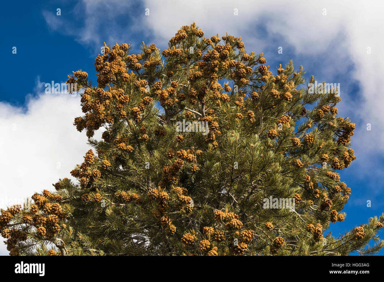 Singleleaf Pinyon Pine, Pinus monophylla, with a huge crop of cones and seeds in the Toquima Range, Humbolt-Toiyabe National Forest, Nevada, USA Stock Photo