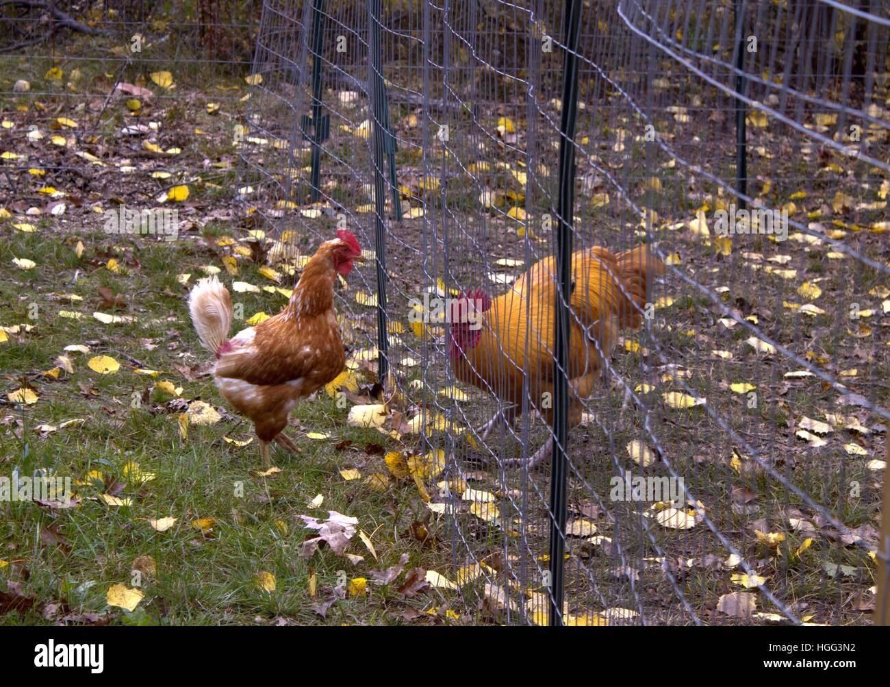 An Old Beat Up Biddy Meets The Rooster Of The Yard Through The Fence Stock Photo