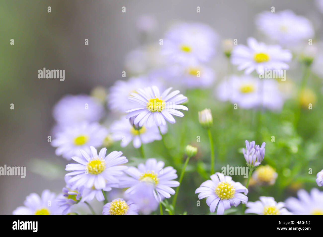 purple Bellis perennis or purple daisy flower in blur background Stock Photo