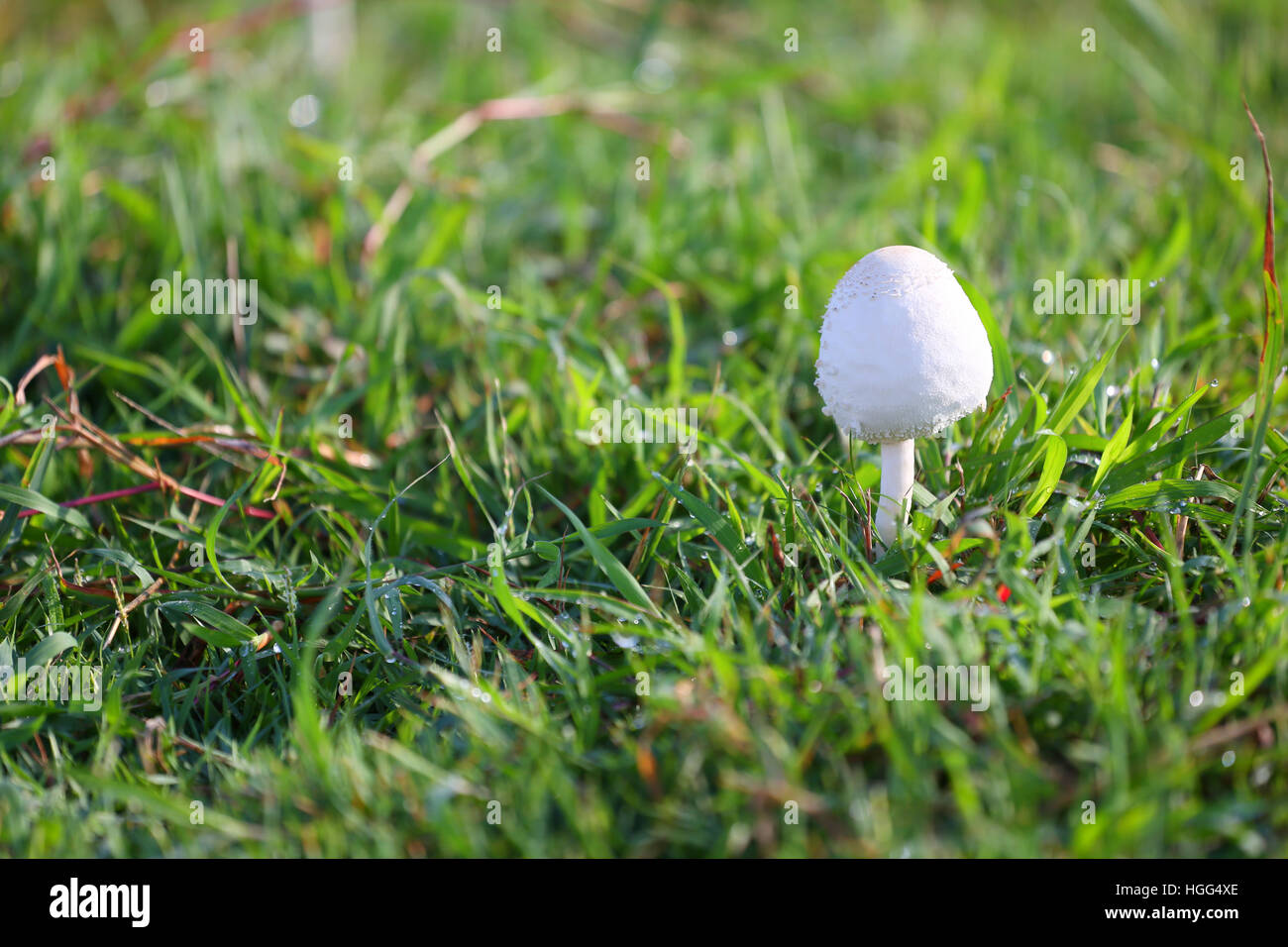 Mushroom Poisoning Growing On Green Lawn In A Backyard Stock Photo