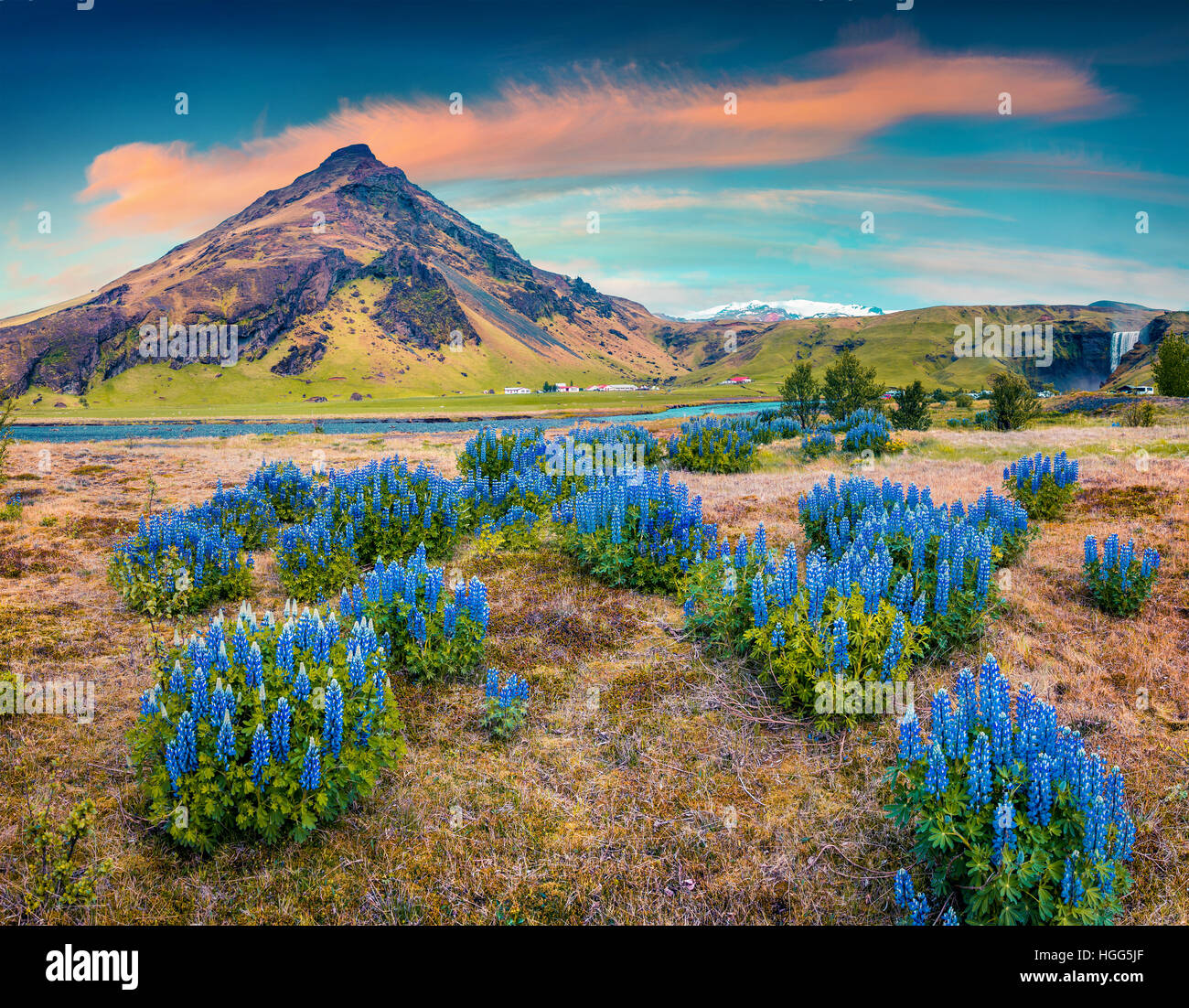 Blooming lupine flowers near majestic Skogafoss waterfall in south Iceland, Europe. Colorful summer landscape in the country. Stock Photo