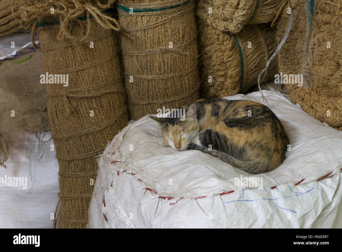 cat sleep sack