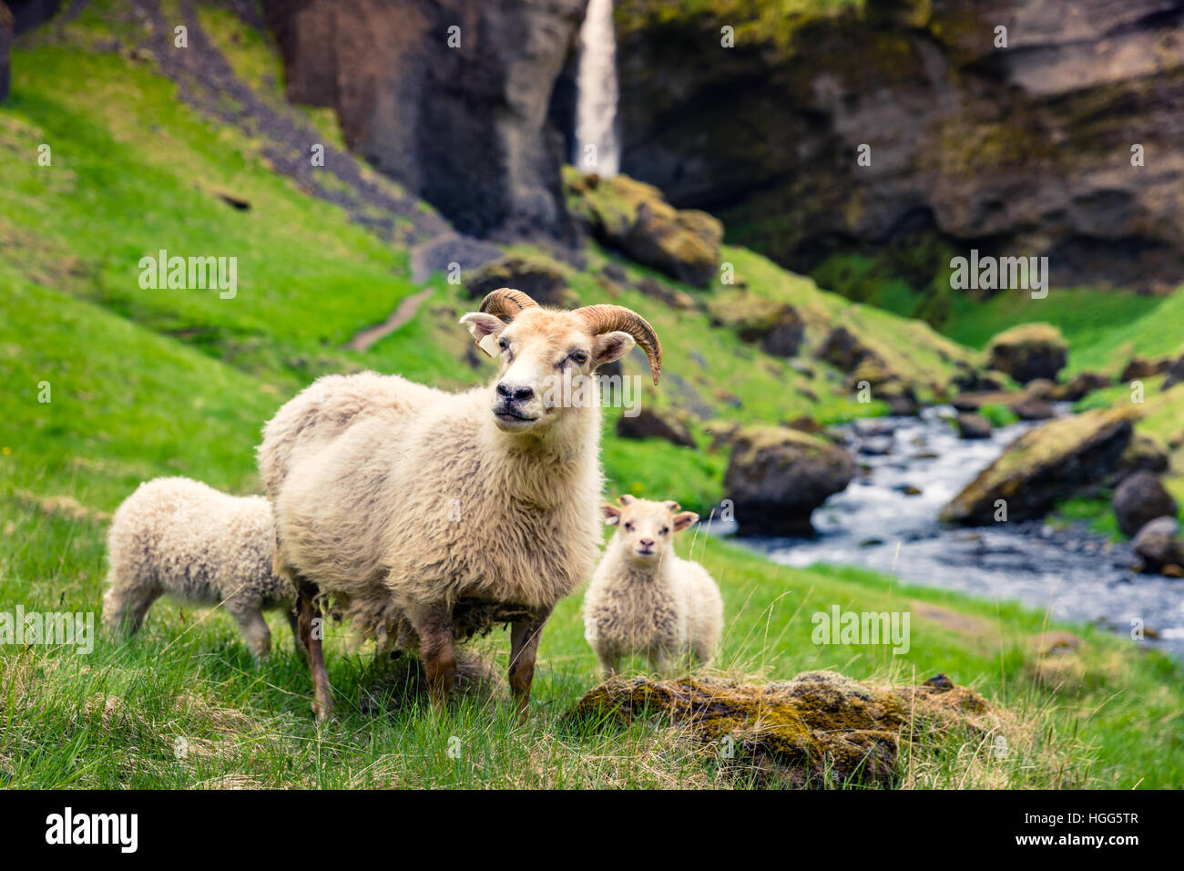Goat with two babes on a green lawn. Colorful summer morning in Iceland, Europe. Stock Photo