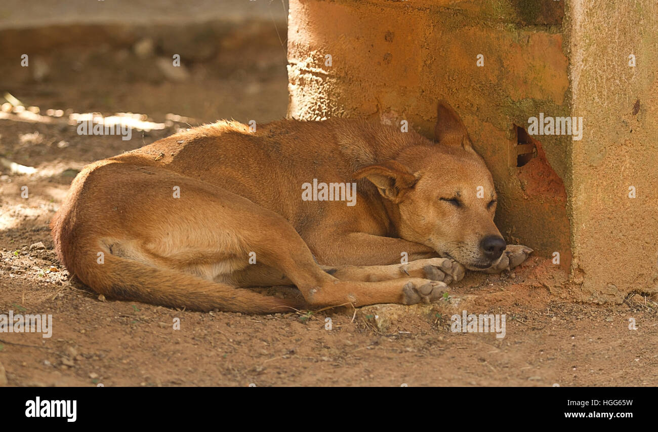 Feral dog hires stock photography and images Alamy