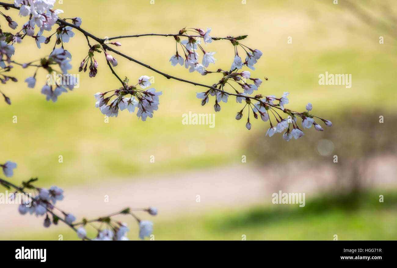Close up Spring Cherry blossoms ,Sakura Background with soft filter ...