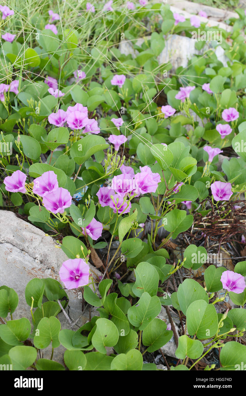 Blooming Ipomoea flower or Beach morning glory near the coast in Thailand. Stock Photo