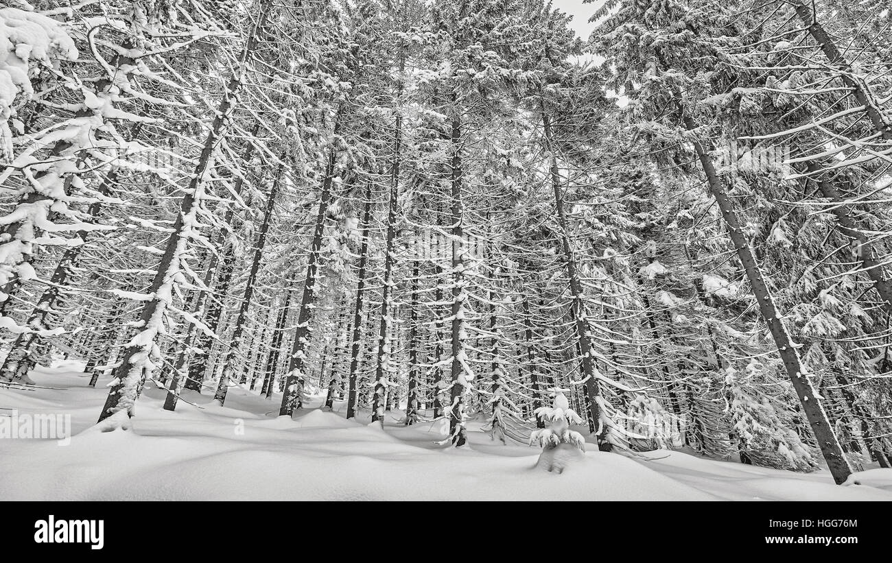 Black and white winter landscape with snow covered trees. Stock Photo